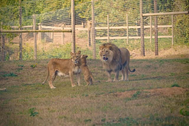 A symbol of hope from the ravages of the Ukraine conflict as three lion cubs take their first tentative steps at Doncaster's Yorkshire Wildlife Park.
