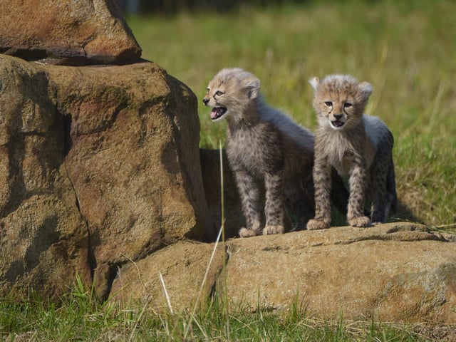 And so the flurry of springtime births continued with the arrival of two adorable cheetah cubs.