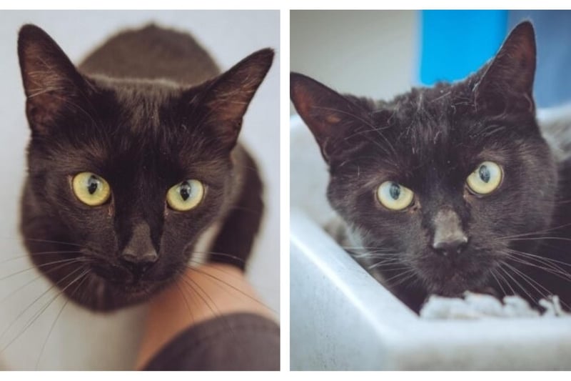 Gizmo and Smokey are three years old and looking for a new home together after their owner sadly passed away.