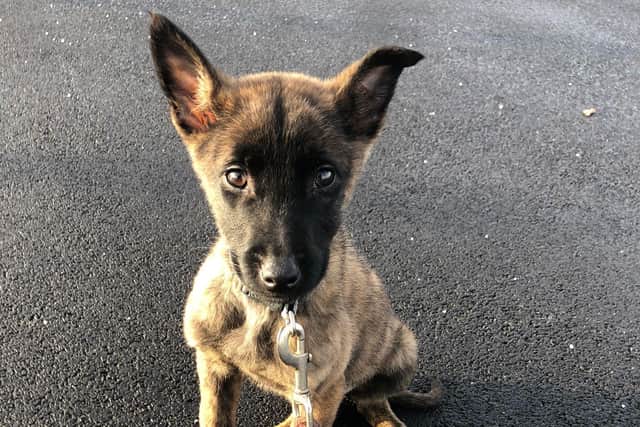 Puppy Hades was killed and burned.