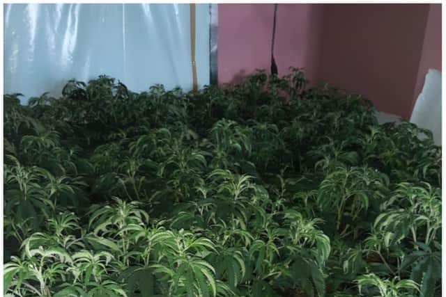 Police seized these plants from a house in Highfields