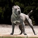 A Doncaster dog owner and his pet have been savaged by two XL bully dogs in the latest Doncaster attack.