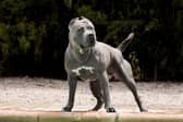 A Doncaster dog owner and his pet have been savaged by two XL bully dogs in the latest Doncaster attack.