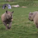 A rare rhino pregnacy has been announced at Yorkshire Wildlife Park