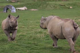 A rare rhino pregnacy has been announced at Yorkshire Wildlife Park