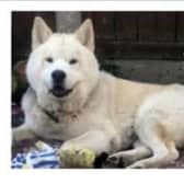 Bear has been missing from home in Doncaster for more than six years.