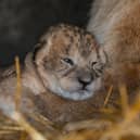 Three cute lion cubs have been born at YWP.