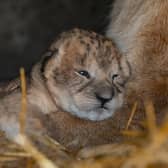 Three cute lion cubs have been born at YWP.