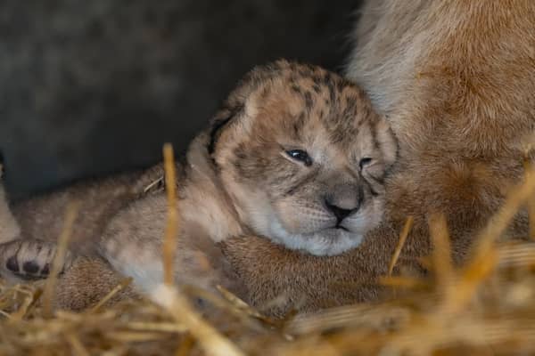 Three cute lion cubs have been born at YWP.