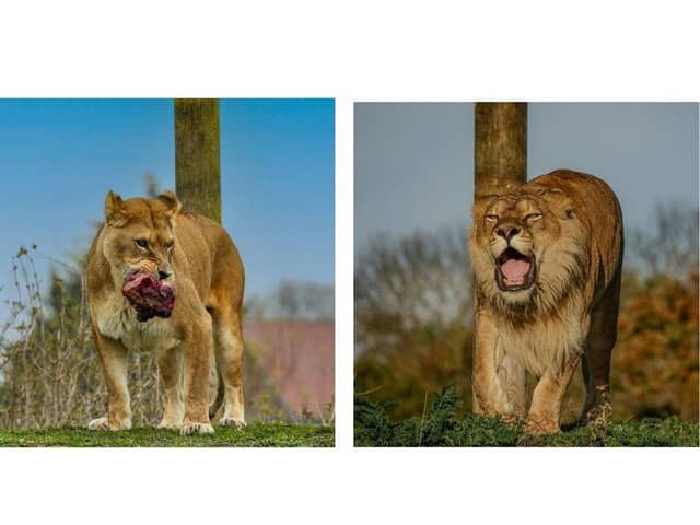 The lions were sadly put to sleep yesterday.