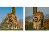The lions were sadly put to sleep yesterday.