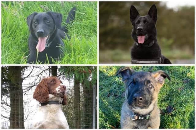 These are eight photos of dog and puppy police officers currently working for Lancashire Police
