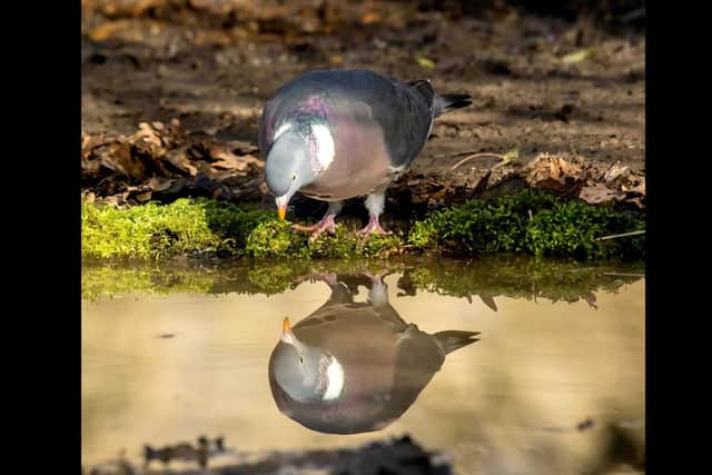 Wood pigeon admiring his own reflection. Picture: Jim Walker