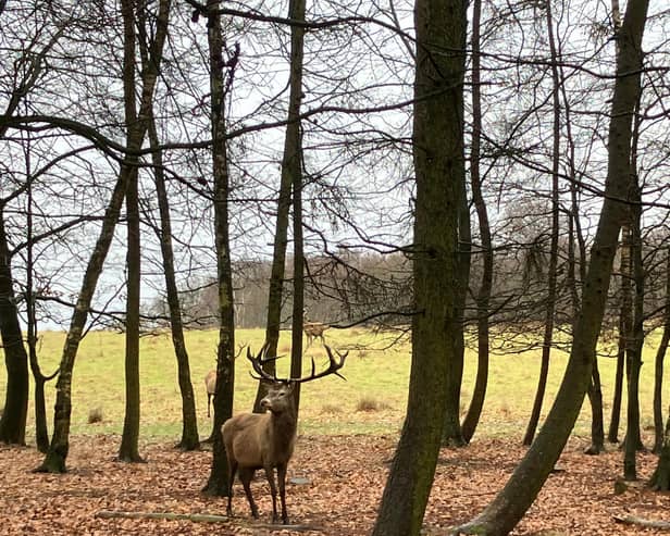A stag got a little too close for comfort