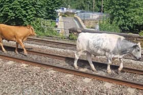 Cows on the line.