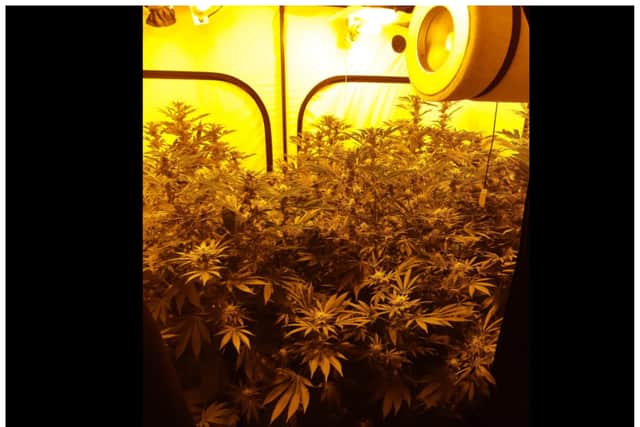 Police seized £71,000 of cannabis after busting open another Doncaster drugs factory.