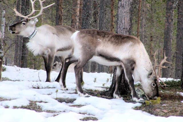 The RSPCA has fears over reindeer. (Photo: Pixabay).