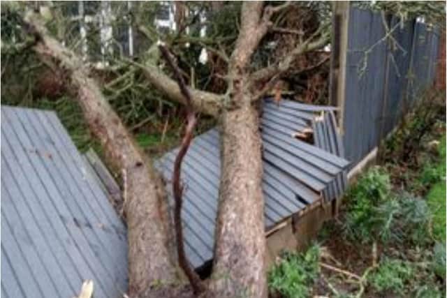 The tornado brought down a tree in Matthew Daniels' garden.