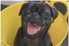 Pandora needs urgent surgery, with her owners launching a crowdfunding appeal.