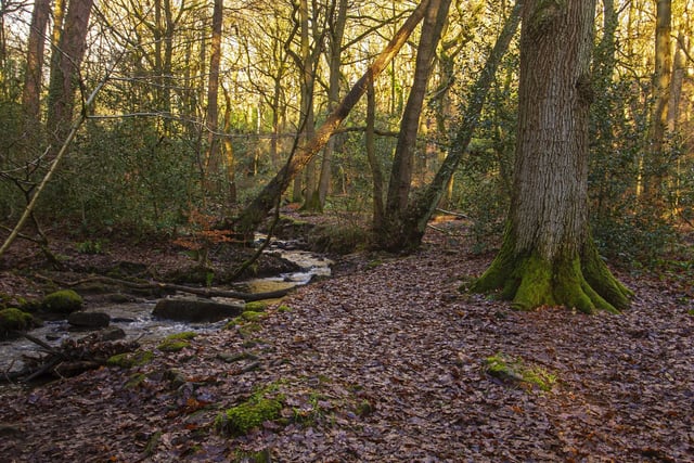 Walk or cycle in the ancient woodlands of Ecclesall Woods - the largest ancient woodland in the whole of South Yorkshire. With over 350-acres of mature, deciduous woodland, this huge area is the perfect place to explore and features signed footpaths that can be followed.