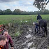 Dylan the horse was rescued by fire crews.