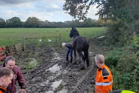 Dylan the horse was rescued by fire crews.