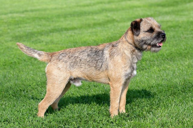 Border terriers are an affectionate breed of dog, who are also easy to train (Photo: Shutterstock)