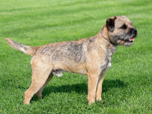 Border terriers are an affectionate breed of dog, who are also easy to train (Photo: Shutterstock)