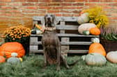 Mollie Kerr of Kelp Social shares ways to keep animals safe and happy this spooky season - Animal News Agency