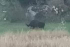 Black Panther of Rutland skulking through the undergrowth in in a farmers field in Empingham
