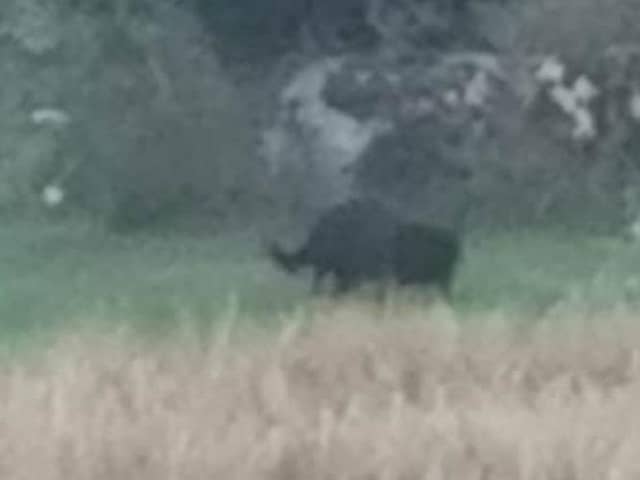 Black Panther of Rutland skulking through the undergrowth in in a farmers field in Empingham