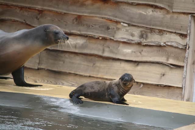 Two sea lion pups have been born at the park in recent weeks.