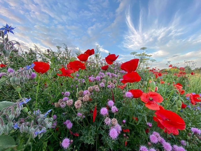 The park features a huge array of colourful blooms.