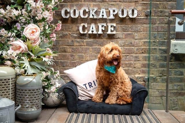 A Cockapoo Cafe is to be set up at Revolution on Fitzwilliam Street in Sheffield city centre on Sunday, June 12