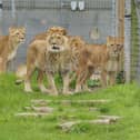 Lioness Aysa (right) and her cubs Emi, Teddi and Santa are released into their outdoor enclosure at the Yorkshire Wildlife Park for the first time since arriving from Ukraine.