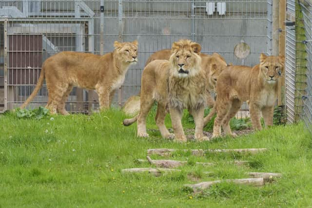 Lioness Aysa (right) and her cubs Emi, Teddi and Santa are released into their outdoor enclosure at the Yorkshire Wildlife Park for the first time since arriving from Ukraine.