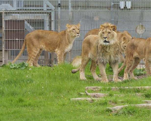 Lioness Aysa (right) and her cubs Emi, Teddi and Santa are released into their outdoor enclosure at the Yorkshire Wildlife Park for the first time since arriving from Ukraine.