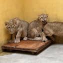Rescued lions from the Ukraine make their outside debut at Yorkshire Wildlife Park.