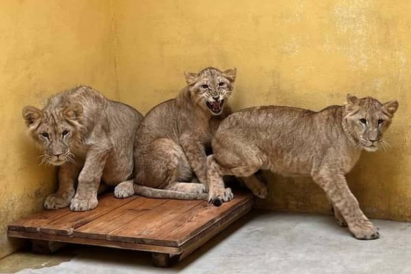 Rescued lions from the Ukraine make their outside debut at Yorkshire Wildlife Park.