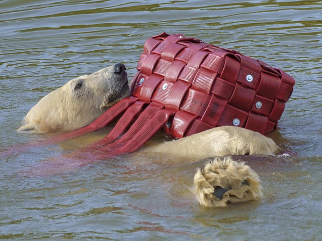 Yuma, a 4 year old polar bear, investigates a Halloween spider at YWP.