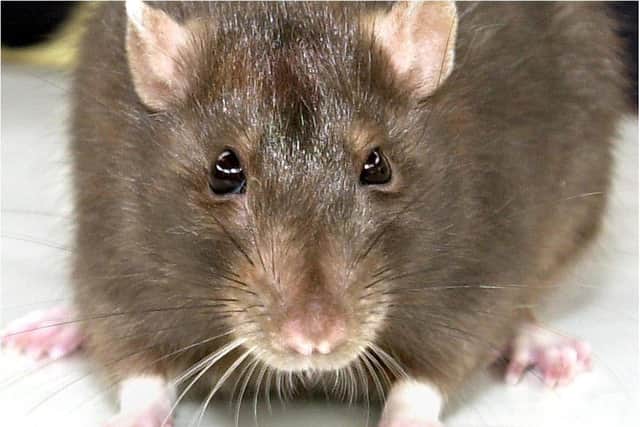 Rats have been found at two Doncaster restaurants next door to each other which have been closed down by health chiefs.