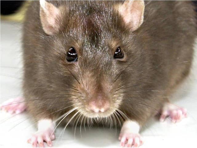 Rats have been found at two Doncaster restaurants next door to each other which have been closed down by health chiefs.