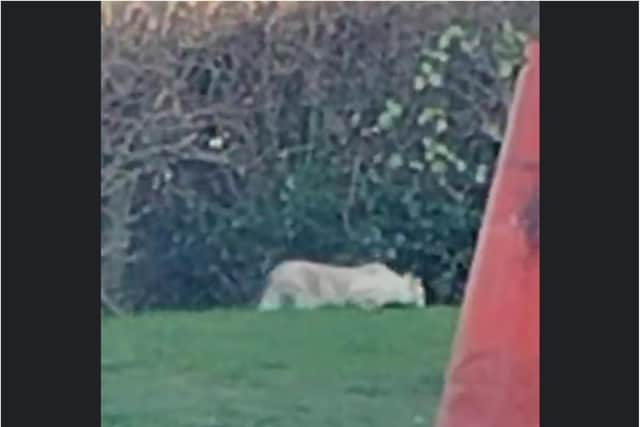 The sandy coloured beast was said to be 4ft in length and 2ft high. (Photo: Jon Middleton).