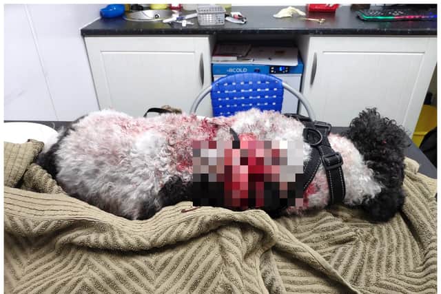 Izzy suffered fatal injuries after being savagely mauled by two dogs. We have pixellated the photo to hide some of the most severe injuries.