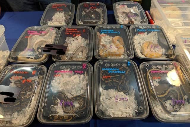 Snakes being sold in plastic containers at a recent event. Picture: APA