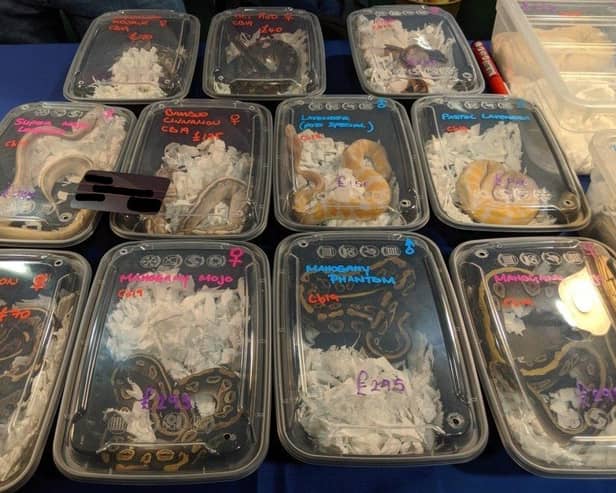 Snakes being sold in plastic containers at a recent event. Picture: APA