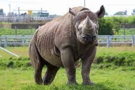 One of the actual African rhinos at the Yorkshire Wildlife Park
