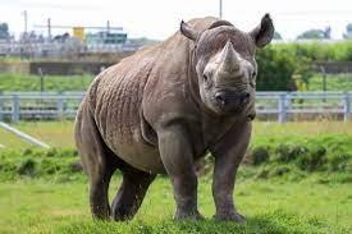 African rhino chosen as mascot for three Doncaster hospitals in support of  Yorkshire Wildlife Park | Doncaster Free Press