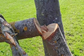 Trees have been vandalised on Town Fields.
