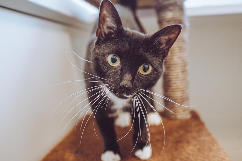 Stella is a quiet but affectionate cat who can be a little shy at first. The two-year-old is content to play with toys on her own. All she needs is a peaceful home to allow her to grow in confidence.